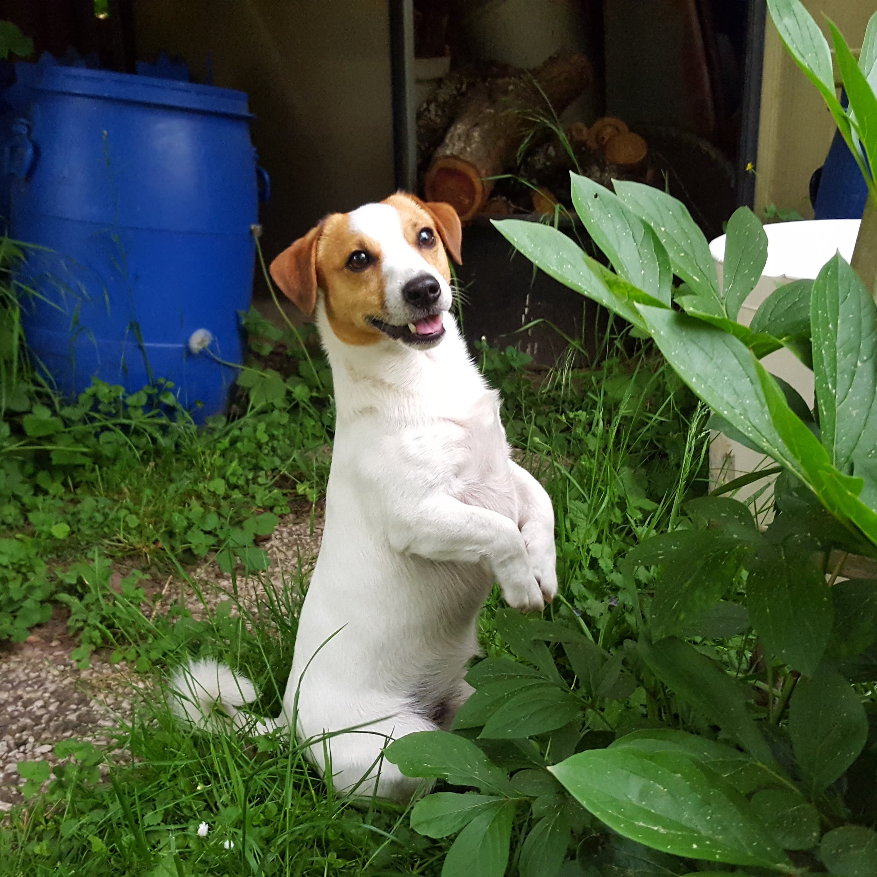 balu_011.jpg