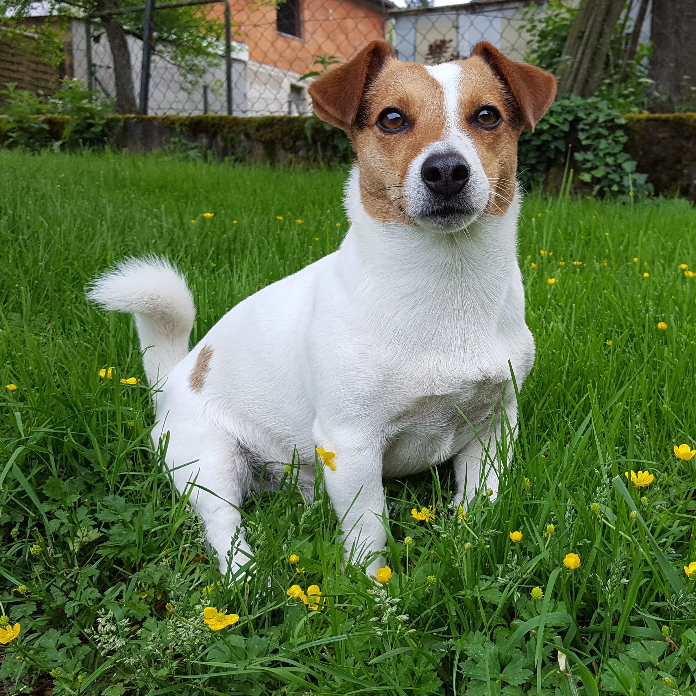 bruno_004.jpg