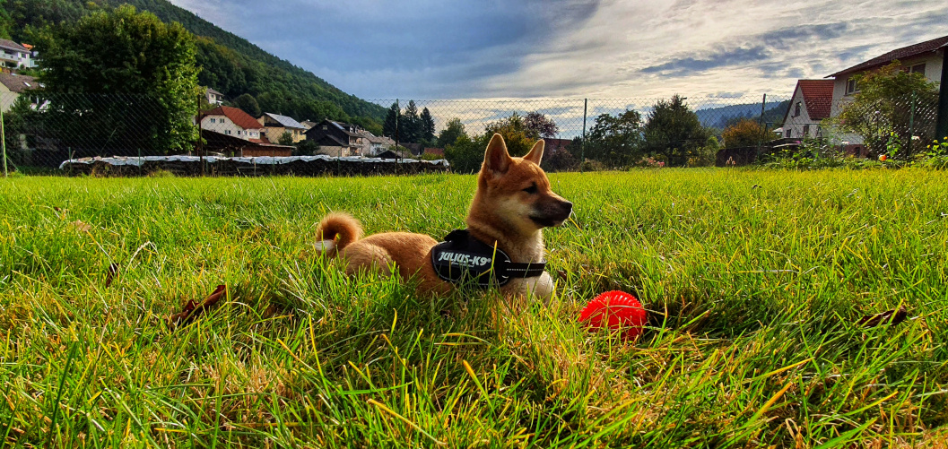 charly_002.jpg